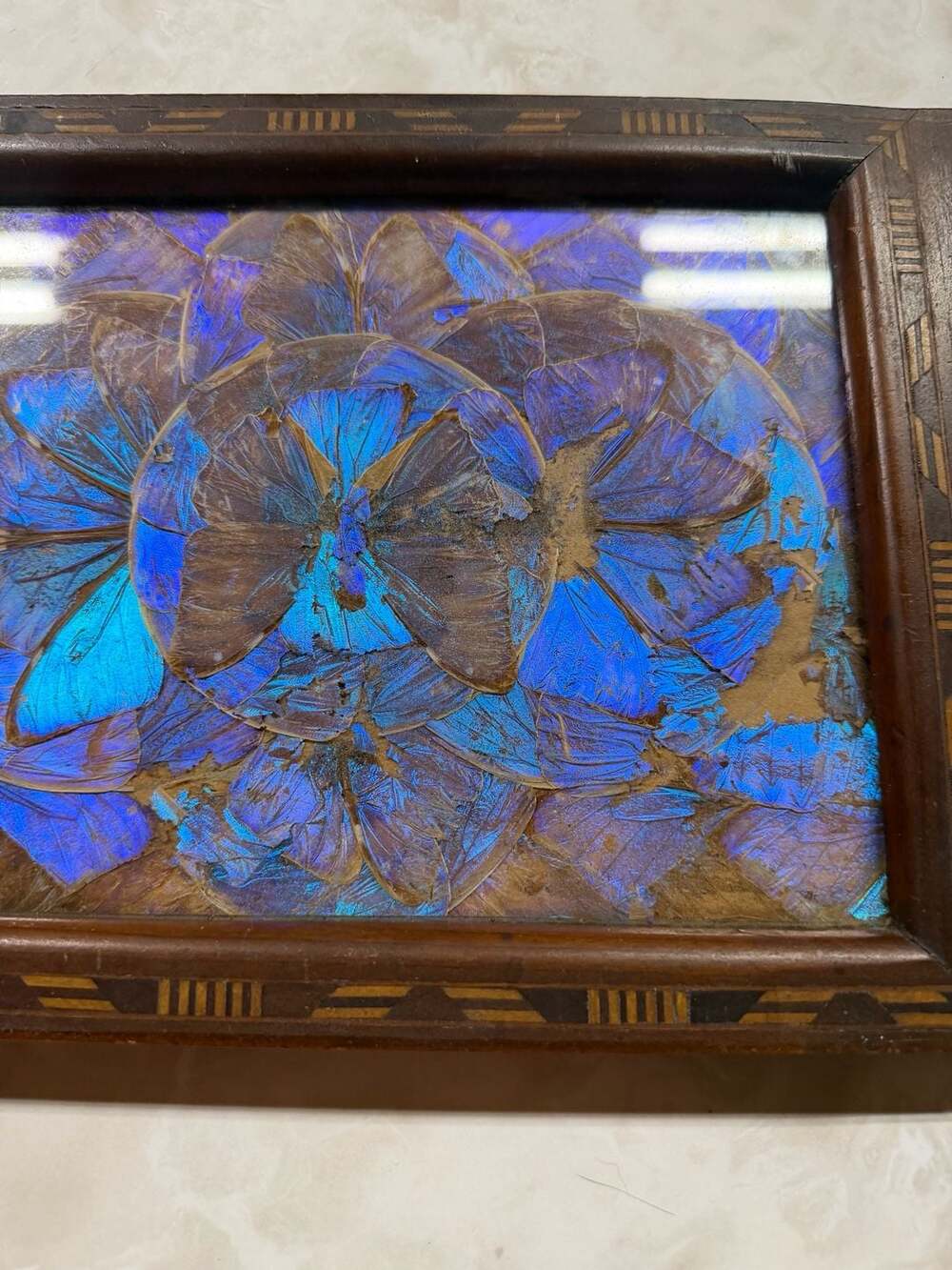Vintage Brazilian Blue Morpho Butterfly Wing Serving Tray with Inlaid Wood Frame - Picture 9 of 9